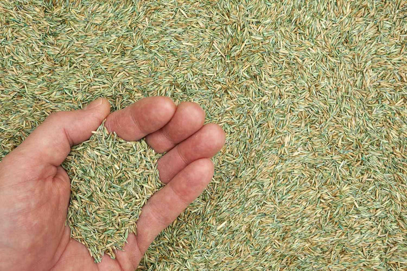 Premium Grass Seeds Pack Of 200 G (Pack of 2)