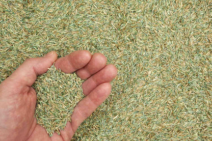 Premium Grass Seeds Pack Of 200 G (Pack of 2)
